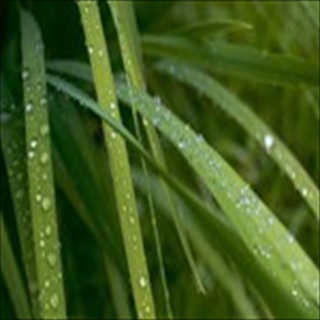 Free Download Grass 841 Wallpaper HD FREE (Download 841 HD wallpaper FREE)