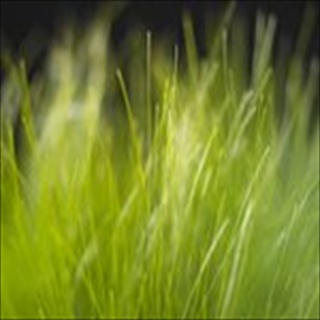 Free Download Grass 731 Wallpaper HD FREE (Download 731 HD wallpaper FREE)