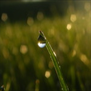 Free Download Grass 908 Wallpaper HD FREE (Download 908 HD wallpaper FREE)