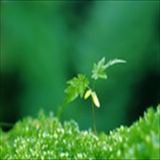Free Download Grass 763 Wallpaper HD FREE (Download 763 HD wallpaper FREE)