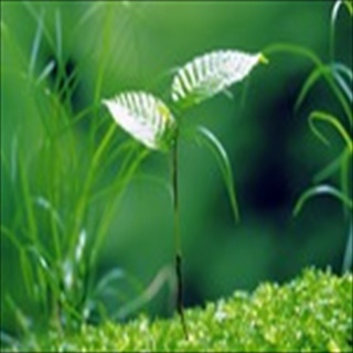 Free Download Grass 854 Wallpaper HD FREE (Download 854 HD wallpaper FREE)