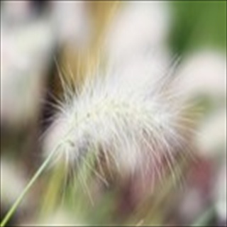 Free Download Grass 212 Wallpaper HD FREE (Download 212 HD wallpaper FREE)