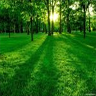 Free Download Grass 276 Wallpaper HD FREE (Download 276 HD wallpaper FREE)