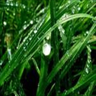Free Download Grass 841 Wallpaper HD FREE (Download 841 HD wallpaper FREE)