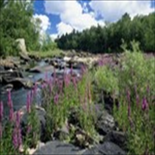 Free Download Rivers 205 Wallpaper HD FREE (Download 205 HD wallpaper FREE)